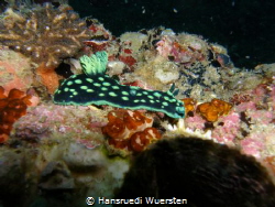 Phanerobranch Dorids by Hansruedi Wuersten 